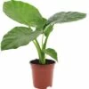 FLORASELF Alocasia Macrorrhiza Ø17 Cm H60-70 Cm -FLORASELF Verkoop DV 8 6761715 01 4c DE 20201002101233