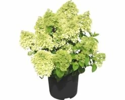 FLORASELF Pluimhortensia Hydrangea Paniculata 'Bobo'® Potmaat Ø 23.0 Cm H 50-60 Cm