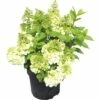 FloraSelf Hortensia Hydrangea Paniculata 'Magical Mont Blanc' ® Potmaat Ø 23 Cm H 50-60 Cm 2 FloraSelf Hortensia Hydrangea Paniculata 'Magical Mont Blanc' ® Potmaat Ø 23 Cm H 50-60 Cm -FLORASELF Verkoop DV 8 6782875 01 4c DE 20180706051650
