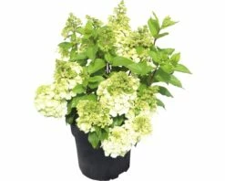 FloraSelf Hortensia Hydrangea Paniculata 'Magical Mont Blanc' ® Potmaat Ø 23 Cm H 50-60 Cm