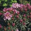 FLORASELF® Rhododendron Rhododendron Hybriden 'Graziella' Potmaat Ø21 Cm 1 FLORASELF® Rhododendron Rhododendron Hybriden 'Graziella' Potmaat Ø21 Cm -FLORASELF Verkoop DV 8 6824182 01 4c DE 20180905194653