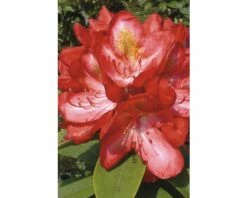 FLORASELF® Rhododendron Rhododendron Hybriden 'Nova Zembla' Potmaat Ø24 Cm