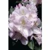 FLORASELF® Rhododendron Rhododendron Hybriden 'Gomer Waterer' Potmaat Ø26 Cm -FLORASELF Verkoop DV 8 6824184 01 4c DE 20180905194653