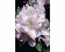 FLORASELF® Rhododendron Rhododendron Hybriden 'Gomer Waterer' Potmaat Ø26 Cm