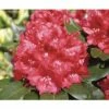 FLORASELF® Rhododendron Rhododendron Hybriden 'Cherry Kiss' Potmaat Ø21 Cm -FLORASELF Verkoop DV 8 6824185 01 4c DE 20180905194653