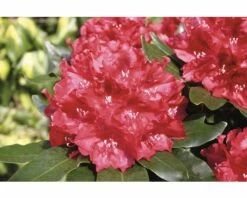FLORASELF® Rhododendron Rhododendron Hybriden 'Cherry Kiss' Potmaat Ø21 Cm