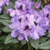FloraSelf Rhododendron Rhododendron Hybride 'Metallica' Potmaat Ø 24 Cm H 30-40 Cm -FLORASELF Verkoop DV 8 6824186 01 4c DE 20180905191759