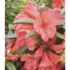 FLORASELF® Rhododendron Rhododendron Hybriden 'Elisabeth' Potmaat Ø21 Cm -FLORASELF Verkoop DV 8 6824190 01 4c DE 20180905191659