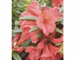 FLORASELF® Rhododendron Rhododendron Hybriden 'Elisabeth' Potmaat Ø21 Cm