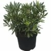 FLORASELF® Rhododendron Rhododendron Hybriden 'Blueberry' Potmaat Ø21 Cm -FLORASELF Verkoop DV 8 6824191 01 4c DE 20180907051651