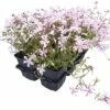 FLORASELF® Vlambloem Phlox ‘Candy Stripes’ Potmaat Ø 9 Cm Per 6 St -FLORASELF Verkoop DV 8 6832161 01 4c NL 20200221191756