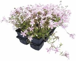 FLORASELF® Vlambloem Phlox ‘Candy Stripes’ Potmaat Ø 9 Cm Per 6 St