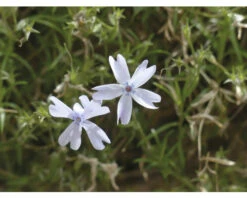 FLORASELF Vlambloem Phlox Subulata 'Emerald Cushion Blue' Potmaat Ø 30 Cm H 5 Cm Per 6 St -FLORASELF Verkoop DV 8 6832162 01 4c NL 20210225131659
