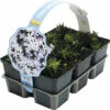 FLORASELF Vlambloem Phlox Subulata 'Emerald Cushion Blue' Potmaat Ø 30 Cm H 5 Cm Per 6 St -FLORASELF Verkoop DV 8 6832162 02 4c NL 20210226084901