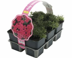 FLORASELF Kruipende Vlambloem Phlox Subulata 'Scarlet Flame' Potmaat Ø 26 Cm H 5 Cm Per 6 St