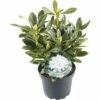FLORASELF® Rhododendron 'Cunninghams White' Ø21 Cm Wit -FLORASELF Verkoop DV 8 6836337 01 4c NL 20190404144751