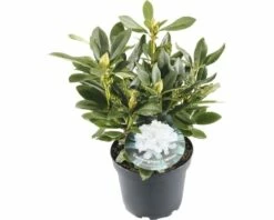 FLORASELF® Rhododendron 'Cunninghams White' Ø21 Cm Wit
