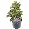 FLORASELF® Rhododendron 'Goldflimmer' Ø21 Cm Lila -FLORASELF Verkoop DV 8 6836339 01 4c NL 20190404151654