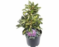 FLORASELF® Rhododendron 'Goldflimmer' Ø21 Cm Lila
