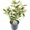 FLORASELF® Rhododendron 'Horizon Monarch' Ø21 Cm Lichtgeel -FLORASELF Verkoop DV 8 6836342 01 4c NL 20190404141756