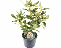 FLORASELF® Rhododendron 'Horizon Monarch' Ø21 Cm Lichtgeel