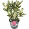 FLORASELF® Rhododendron 'Nova Zembla' Ø21 Cm Rood -FLORASELF Verkoop DV 8 6836346 01 4c NL 20190404144751
