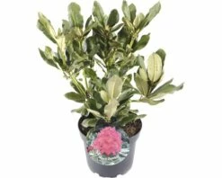 FLORASELF® Rhododendron 'Nova Zembla' Ø21 Cm Rood