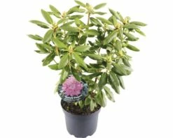 FLORASELF® Rhododendron 'Roseum Elegans' Ø21 Cm Roze