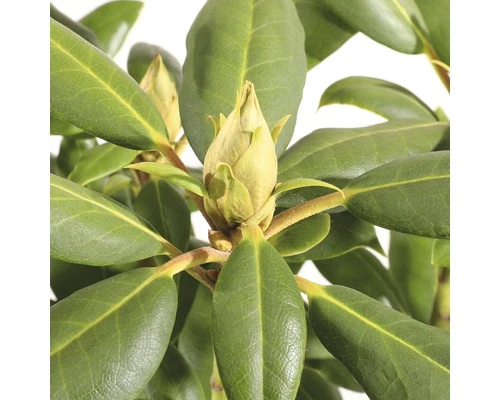 FLORASELF® Rhododendron 'Roseum Elegans' Ø21 Cm Roze 4 FLORASELF® Rhododendron 'Roseum Elegans' Ø21 Cm Roze - Afbeelding 2