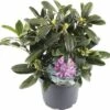 FLORASELF® Rhododendron Yakushimanum 'Blurettia' Ø21 Cm Lila/roze -FLORASELF Verkoop DV 8 6836353 01 4c NL 20190404154700