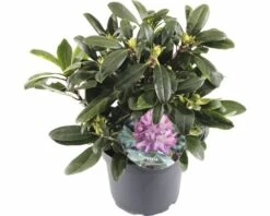 FLORASELF® Rhododendron Yakushimanum 'Blurettia' Ø21 Cm Lila/roze