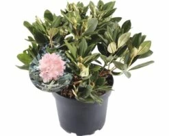 FLORASELF® Rhododendron Yakushimanum 'Dreamland' Ø21 Cm Roze