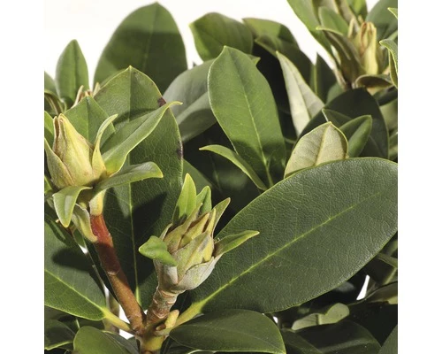 FLORASELF® Rhododendron Yakushimanum 'Dreamland' Ø21 Cm Roze 4 FLORASELF® Rhododendron Yakushimanum 'Dreamland' Ø21 Cm Roze - Afbeelding 2