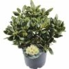 FLORASELF® Rhododendron Yakushimanum 'Flava' Ø21 Cm Lichtgeel/wit -FLORASELF Verkoop DV 8 6836357 01 4c NL 20190404144751