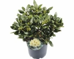 FLORASELF® Rhododendron Yakushimanum 'Flava' Ø21 Cm Lichtgeel/wit