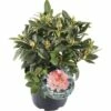 FLORASELF® Rhododendron Yakushimanum 'Percy Wiseman' Ø21 Cm Zalmroze/wit -FLORASELF Verkoop DV 8 6836360 02 4c NL 20190404151654