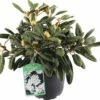 FLORASELF® Rhododendron Yakushimanum 'Porzellan' Ø21 Cm Wit 2 FLORASELF® Rhododendron Yakushimanum 'Porzellan' Ø21 Cm Wit -FLORASELF Verkoop DV 8 6836361 01 4c NL 20190404151654