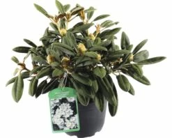 FLORASELF® Rhododendron Yakushimanum 'Porzellan' Ø21 Cm Wit