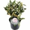 FLORASELF® Rhododendron Yakushimanum 'Silberwolke' Ø21 Cm Roze/wit -FLORASELF Verkoop DV 8 6836362 01 4c NL 20190404141756