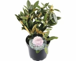 FLORASELF® Rhododendron Yakushimanum 'Silberwolke' Ø21 Cm Roze/wit