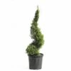 FLORASELF Conifeer Cupressocyparis Leylandii 'Castlewellan Gold' Potmaat Ø 28 Cm H 60-80 Cm -FLORASELF Verkoop DV 8 6857796 01 4c CH 20210316101757
