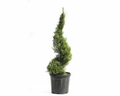 FLORASELF Conifeer Cupressocyparis Leylandii 'Castlewellan Gold' Potmaat Ø 28 Cm H 60-80 Cm