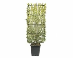 FLORASELF Liguster Ligustrum Ovalifolium 'Aureum' Potmaat Ø 34 Cm H 100-110 Cm -FLORASELF Verkoop DV 8 6857811 02 4c CH 20220926091756