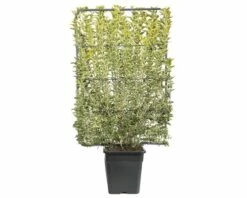 FLORASELF Liguster Ligustrum Ovalifolium Aureum Potmaat Ø 40.5 Cm H 110-120 Cm -FLORASELF Verkoop DV 8 6857812 02 4c CH 20201218114755