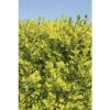 FLORASELF Liguster Ligustrum Ovalifolium Aureum Potmaat Ø 40.5 Cm H 110-120 Cm -FLORASELF Verkoop DV 8 6857812 03 4c DE 20220926091756