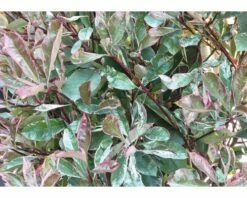 FLORASELF Glansmispel Photinia Fraseri 'Pink Marble' Potmaat 10 Liter H 80-100 Cm 12 St. Ca. 5 Meter Haag -FLORASELF Verkoop DV 8 6857821 03 4c DE 20210121161653 1