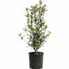 FLORASELF Glansmispel Photinia Fraseri 'Robusta Compacta' Potmaat Ø 21.0 Cm H 50-70 Cm -FLORASELF Verkoop DV 8 6857827 01 4c NL 20221027074752