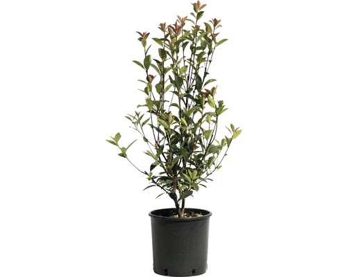 FLORASELF Glansmispel Photinia Fraseri 'Robusta Compacta' Potmaat Ø 21.0 Cm H 50-70 Cm 3 FLORASELF Glansmispel Photinia Fraseri 'Robusta Compacta' Potmaat Ø 21.0 Cm H 50-70 Cm