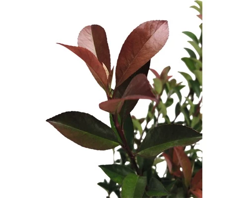 FLORASELF Glansmispel Photinia Fraseri 'Robusta Compacta' Potmaat Ø 21.0 Cm H 50-70 Cm 4 FLORASELF Glansmispel Photinia Fraseri 'Robusta Compacta' Potmaat Ø 21.0 Cm H 50-70 Cm - Afbeelding 2