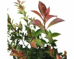 FLORASELF Glansmispel Photinia Fraseri 'Robusta Compacta' Potmaat Ø 21.0 Cm H 50-70 Cm 9 FLORASELF Glansmispel Photinia Fraseri 'Robusta Compacta' Potmaat Ø 21.0 Cm H 50-70 Cm -FLORASELF Verkoop DV 8 6857827 03 4c DE 20221026131659